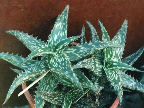 Aloe jucunda