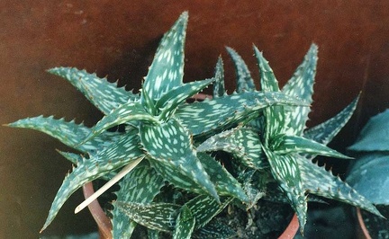 Aloe jucunda
