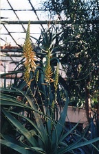 Aloe lutescens
