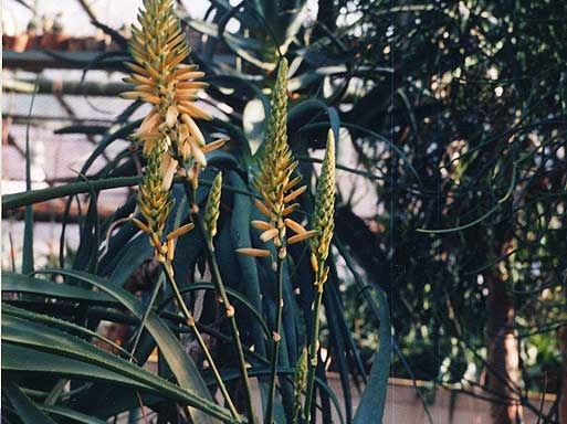 Aloe lutescens