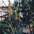 Aloe lutescens