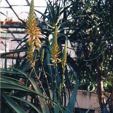 Aloe lutescens