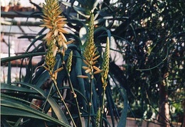 Aloe lutescens