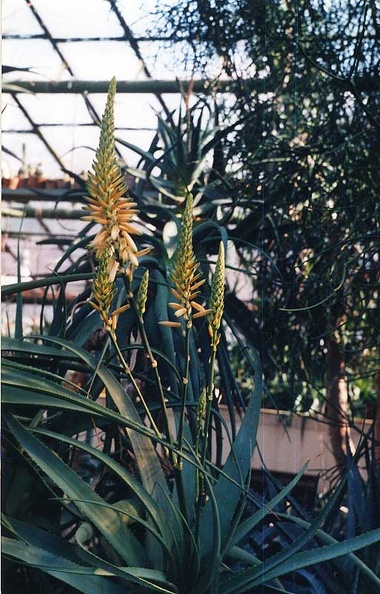 aloe-lutescens.jpg