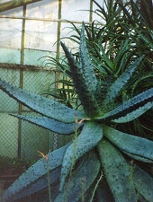 Aloe marlothii