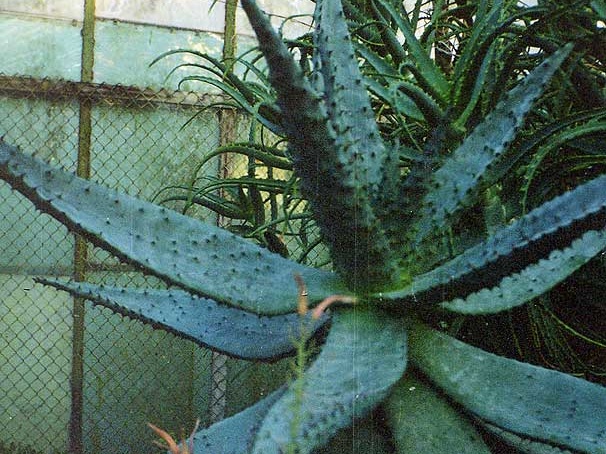 Aloe marlothii
