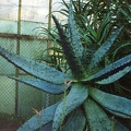 Aloe marlothii