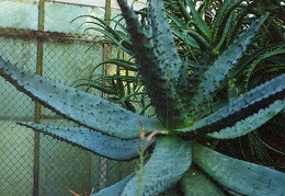 Aloe marlothii