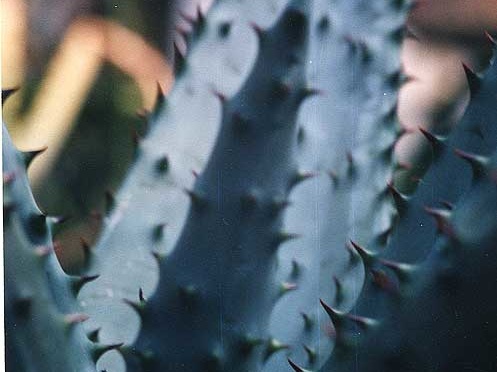Aloe marlothii