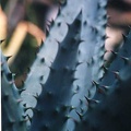 Aloe marlothii