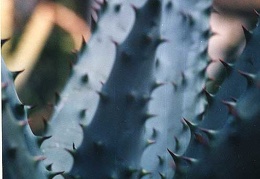 Aloe marlothii