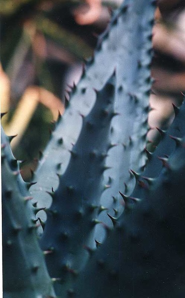 aloe-marlothii2.jpg