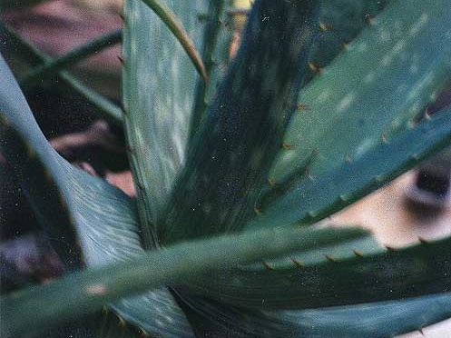 Aloe mudenensis
