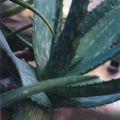 Aloe mudenensis