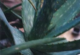 Aloe mudenensis