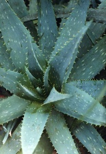 Aloe obscura