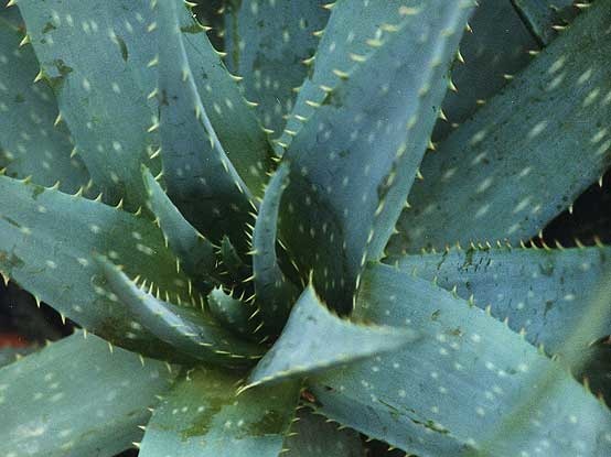 Aloe obscura