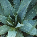 Aloe obscura