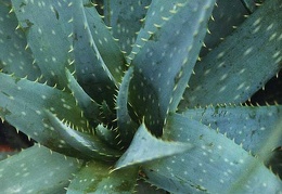 Aloe obscura