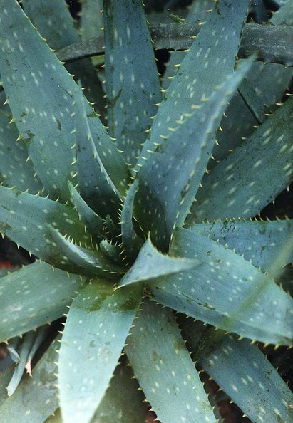 aloe-obscura.jpg