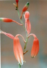 Aloe parvula