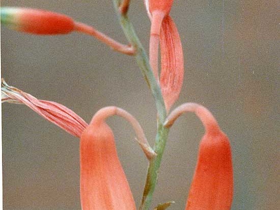 Aloe parvula