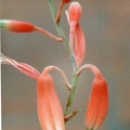Aloe parvula