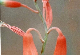 Aloe parvula