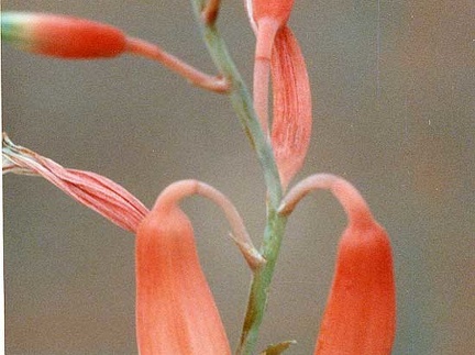 Aloe parvula