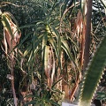 Aloe pluridens