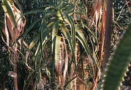 Aloe pluridens