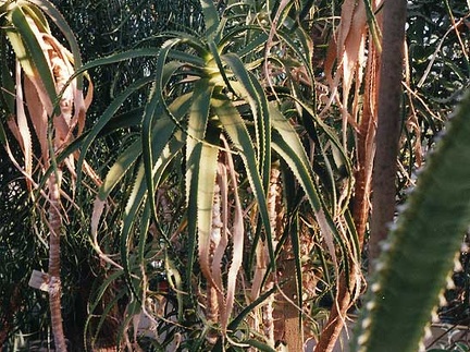 Aloe pluridens