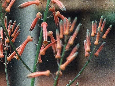 Aloe pruinosa