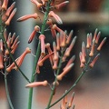 Aloe pruinosa
