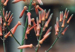 Aloe pruinosa