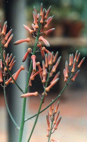 aloe-pruinosa.jpg