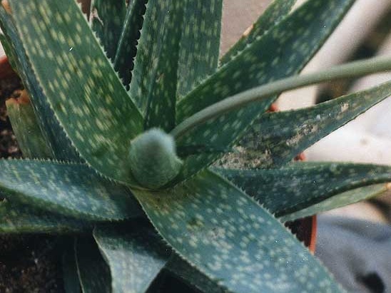 Aloe rauhii