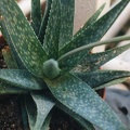 Aloe rauhii
