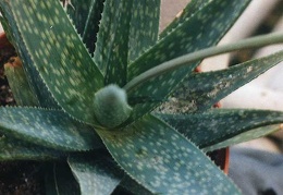 Aloe rauhii