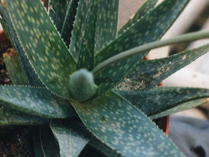 Aloe rauhii