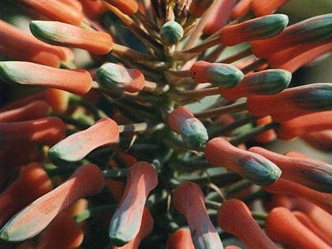 Aloe saponaria
