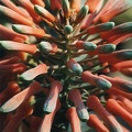 Aloe saponaria
