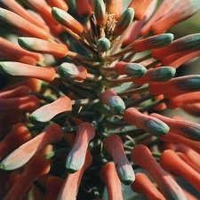 Aloe saponaria