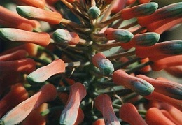 Aloe saponaria