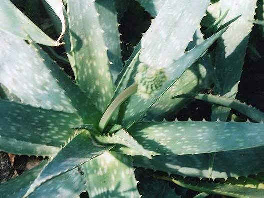 Aloe saponaria