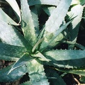 Aloe saponaria