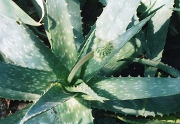 Aloe saponaria