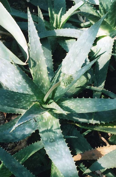 aloe-saponaria2.jpg
