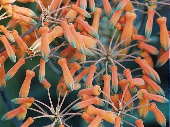 Aloe striata