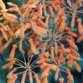 Aloe striata